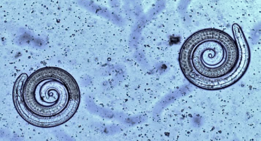 Larva-de-Trichinella
