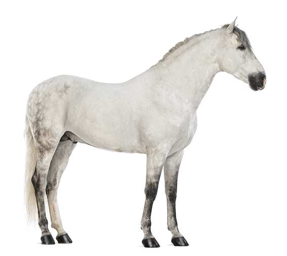 Side view of a Male Andalusian, 7 years old, also known as the Pure Spanish Horse or PRE against white background